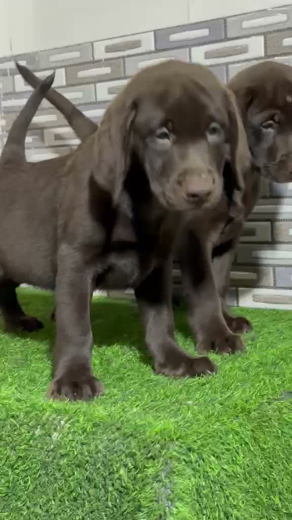 Beagle Black & Tan Puppy, farm video