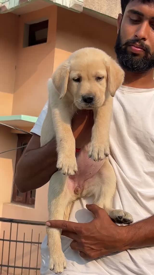 Beagle Black & Tan Puppy, farm video