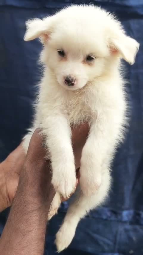Culture Pom Puppy, farm video