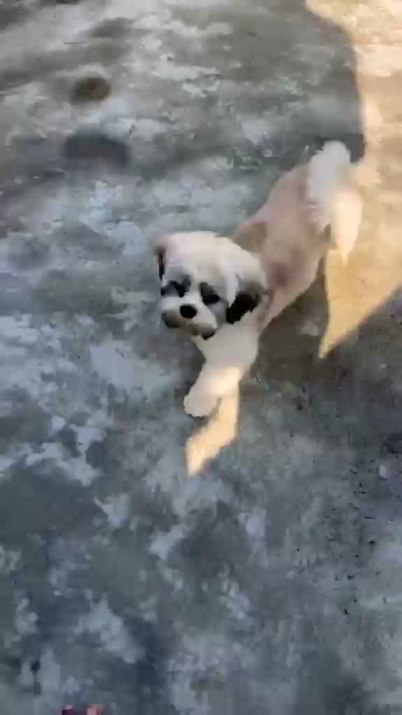Shih Tzu | Black Color, farm video