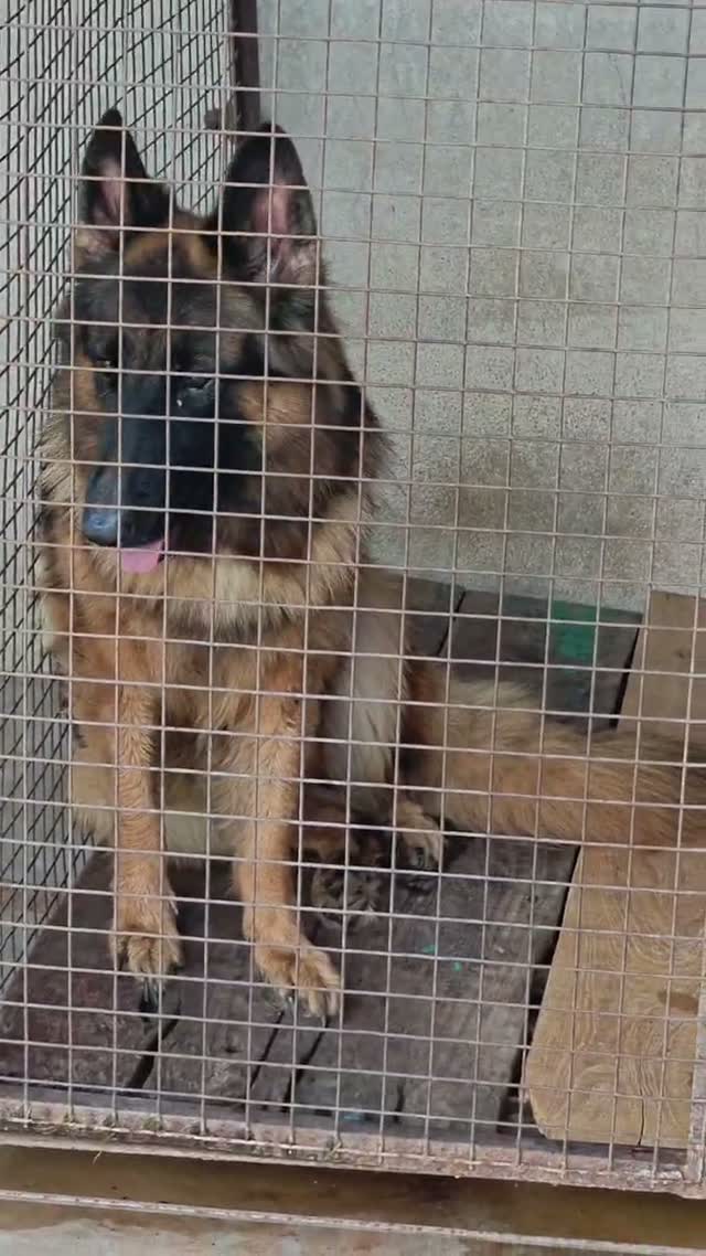 German Shepherd Puppy, farm video