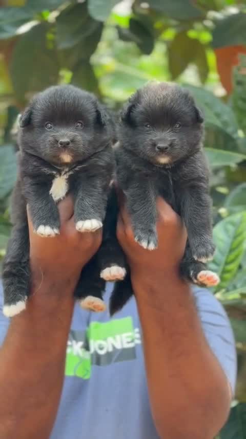 Pomeranian Puppy, farm video