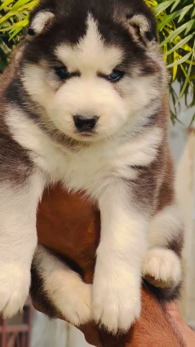Siberian Husky Puppy | Black & White Color, farm video