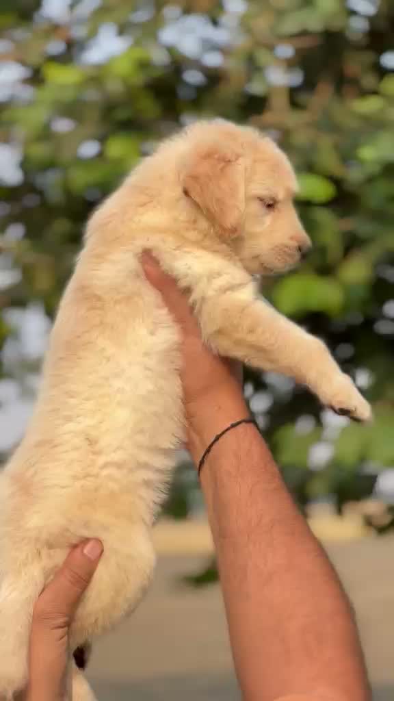 Golden Retriever, farm video