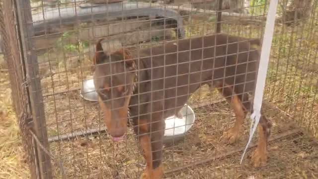 European Doberman Puppy | Black & Tan, farm video