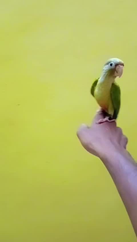 Small Cheek Conure, farm video