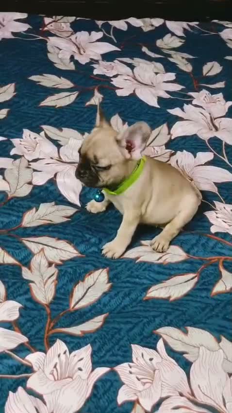 French Bulldog Puppy, farm video