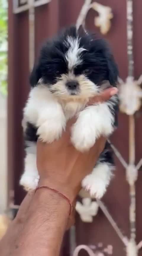Shih Tzu | Black Color, farm video