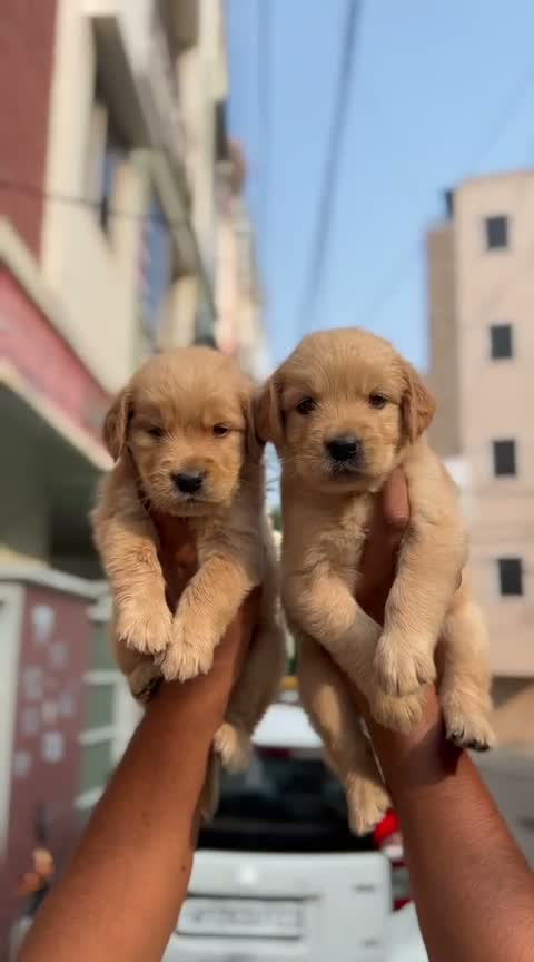 Golden Retriever, farm video