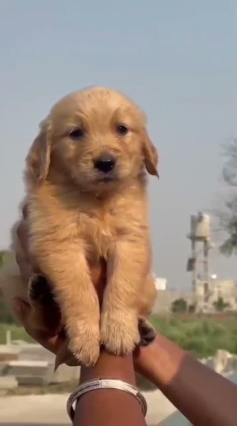 Golden Retriever, farm video