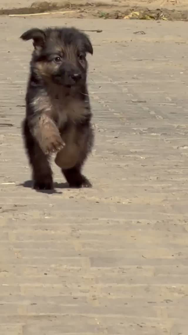 German Shepherd Puppy, farm video