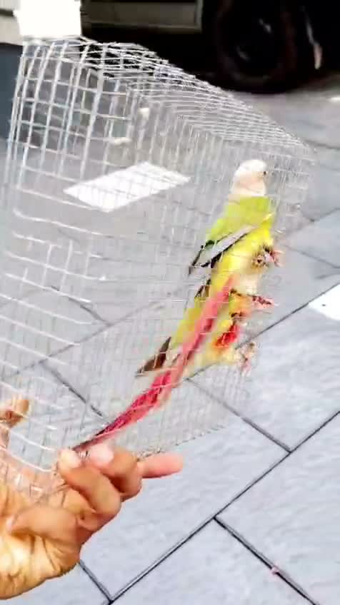 Pineapple Headed Conure, farm video