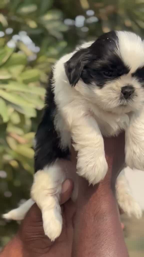 Shih Tzu | Black Color, farm video