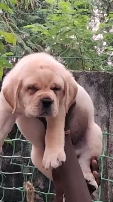 Beagle Black & Tan Puppy, farm video