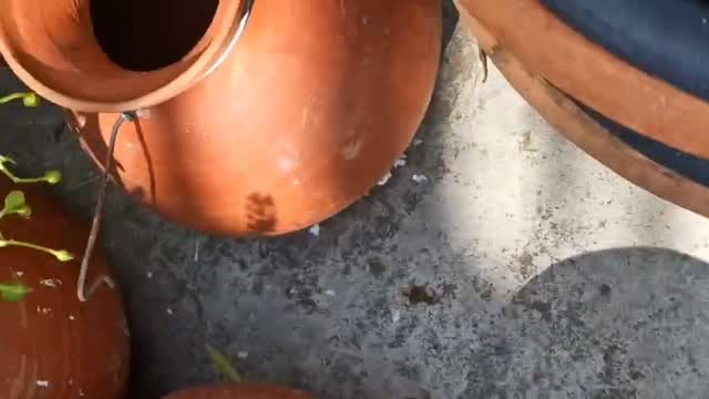 Fischer's Lovebird, farm video