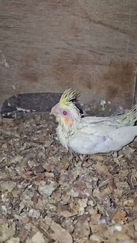 Cockatiel | Pied, farm video