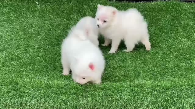 Pomeranian Puppy, farm video