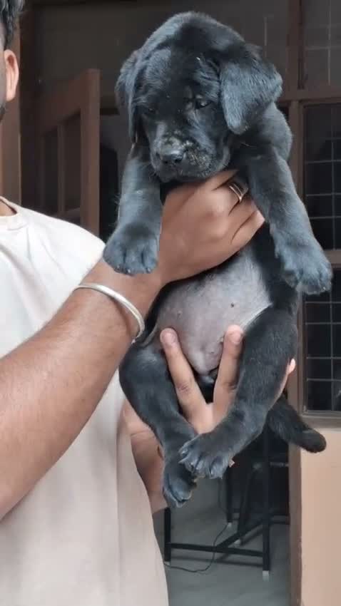 Dachshund Puppy | Brown, farm video