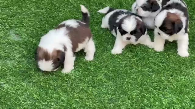 Shih Tzu | Black Color, farm video