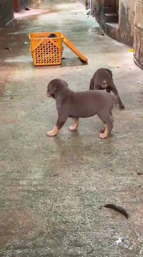 Doberman Pinscher Puppy, farm video