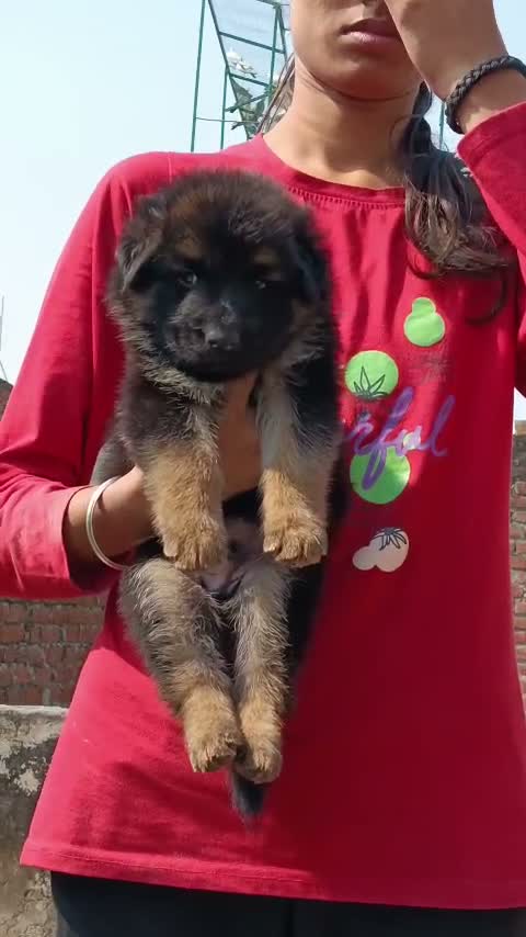 German Shepherd Puppy, farm video