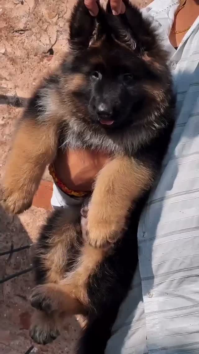 German Shepherd Puppy, farm video