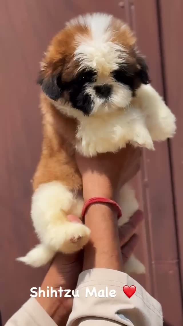 Shih Tzu | Black Color, farm video