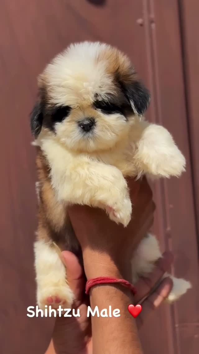 Shih Tzu | Black Color, farm video