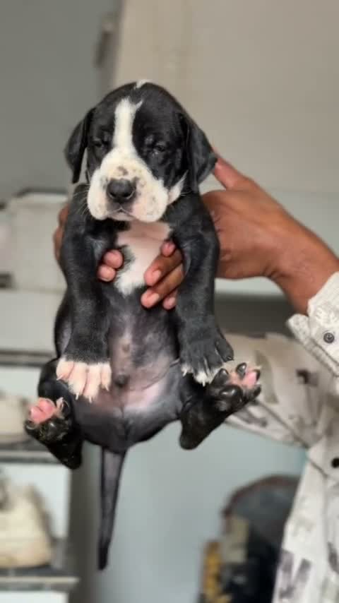 Great Dane Puppy, farm video