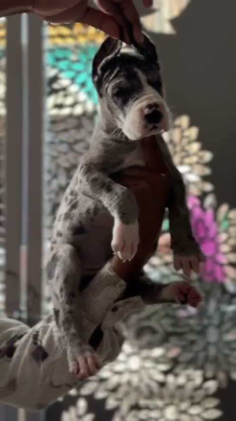 Dachshund Puppy, farm video