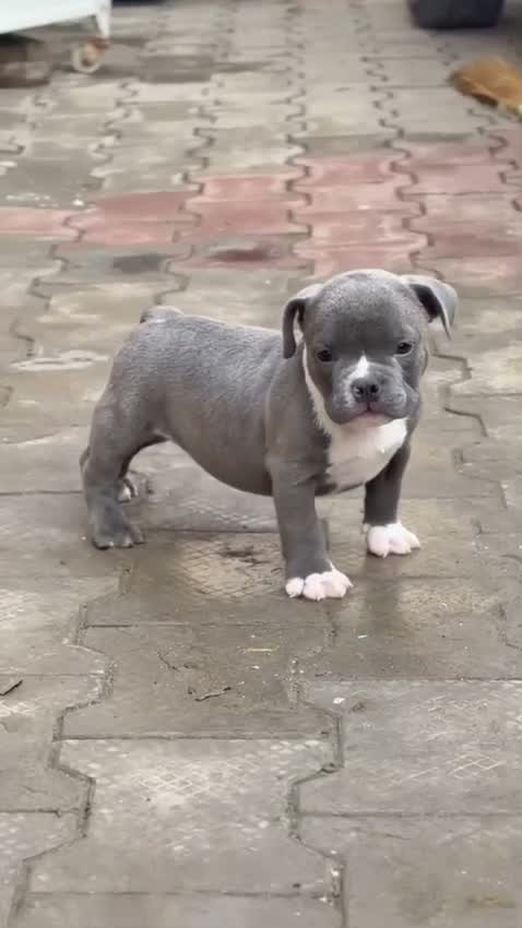 American Bully Pocket Size Puppy, farm video