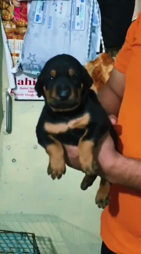 Doberman Pinscher Puppy, farm video