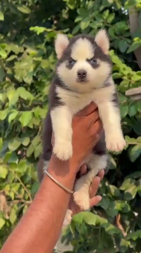 Siberian Husky Puppy | Black & White Color, farm video