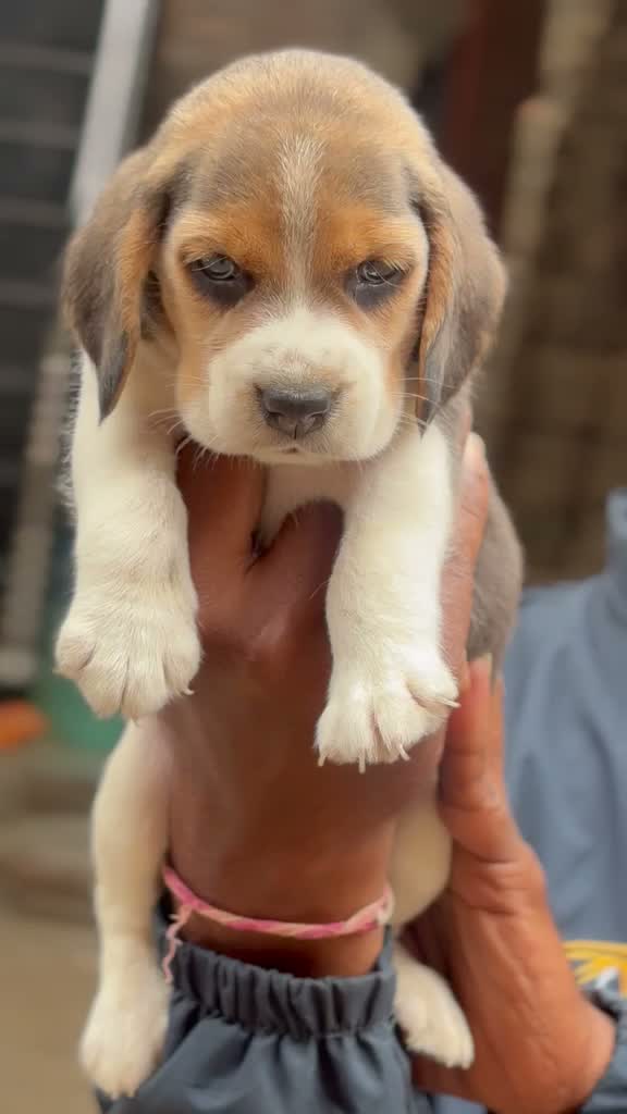Beagle Black & Tan Puppy, farm video