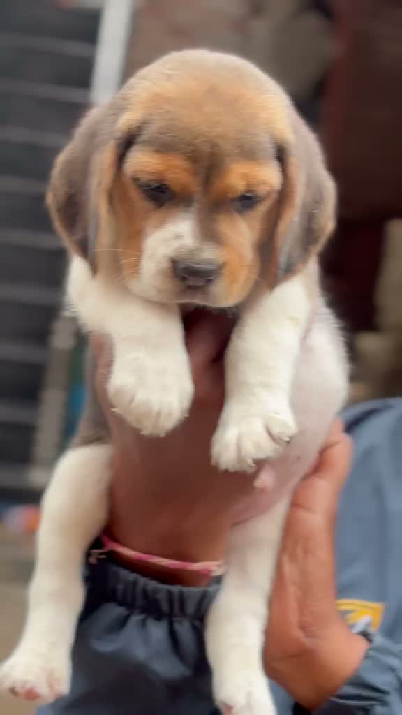 Beagle Black & Tan Puppy, farm video