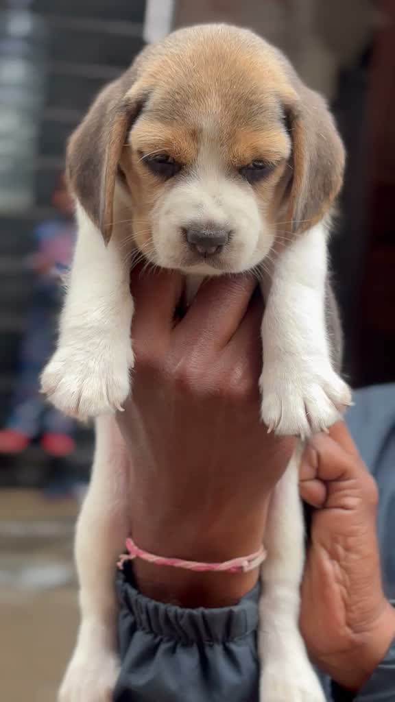 Beagle Black & Tan Puppy, farm video