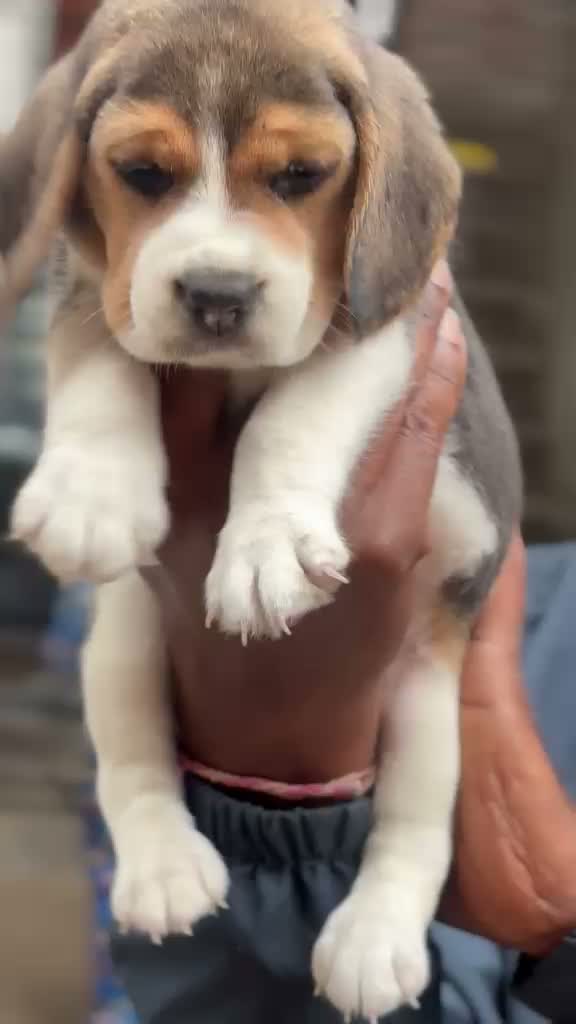 Beagle Black & Tan Puppy, farm video