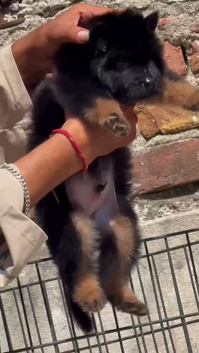 German Shepherd Puppy, farm video