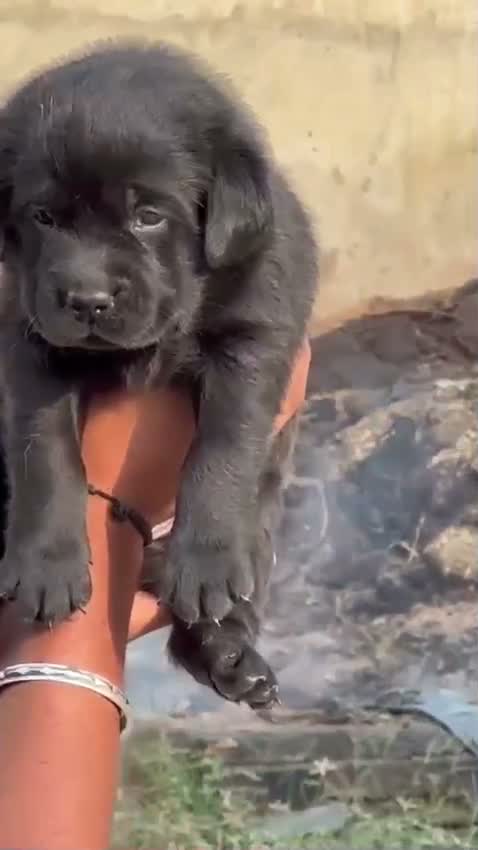 Beagle Black & Tan Puppy, farm video