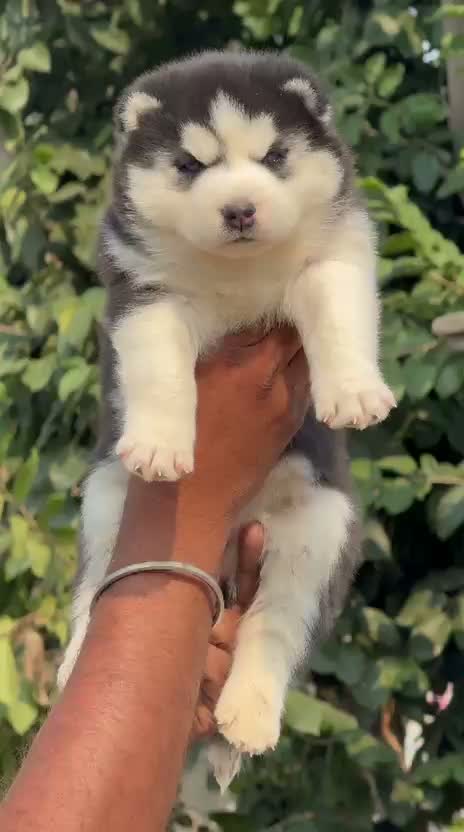 Siberian Husky Puppy | Black & White Color, farm video