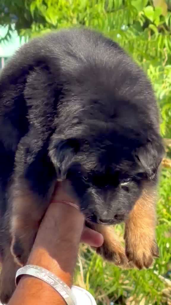 German Shepherd Puppy, farm video