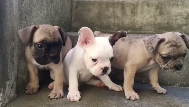 French Mastiff Puppy, farm video