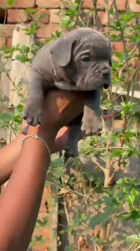 American Bully Pocket Size Puppy, farm video