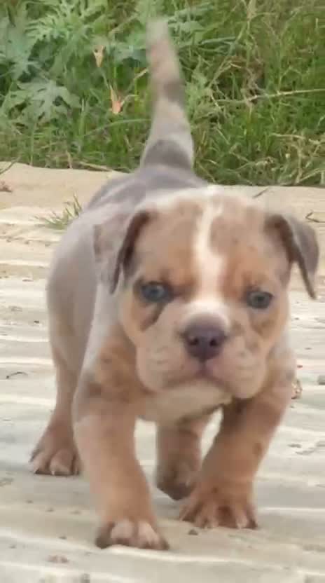American Bully Pocket Size Puppy, farm video