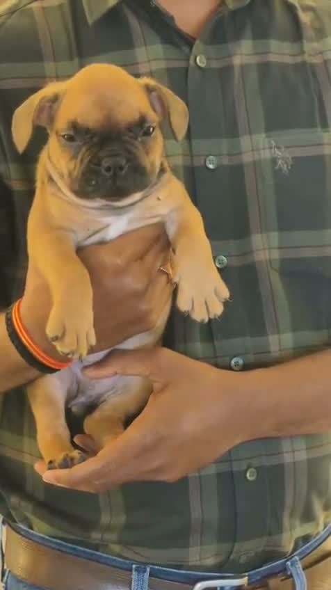 American Bully Pocket Size Puppy, farm video