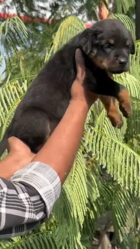 Rottweiler Puppy, farm video