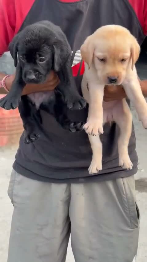 Beagle Black & Tan Puppy, farm video