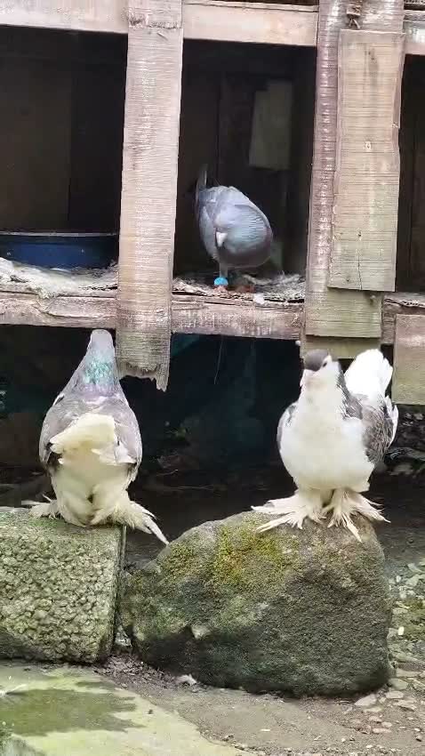 Chotiyal Pigeon, farm video