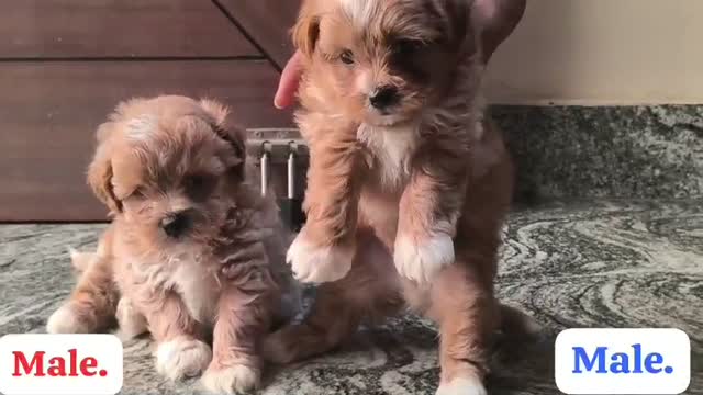 Standard Poodle Puppy | White, farm video