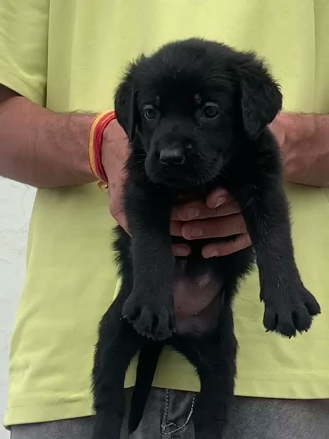 Dachshund Puppy | Brown, farm video